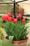 Tulipa 'Red Power' RCP4-2019 (36) and Tulipa 'Paul Scheerer'.JPG
